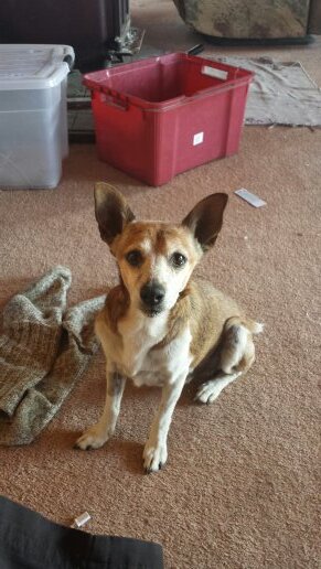 shiine_sain's profile picture. hi I am wot I am