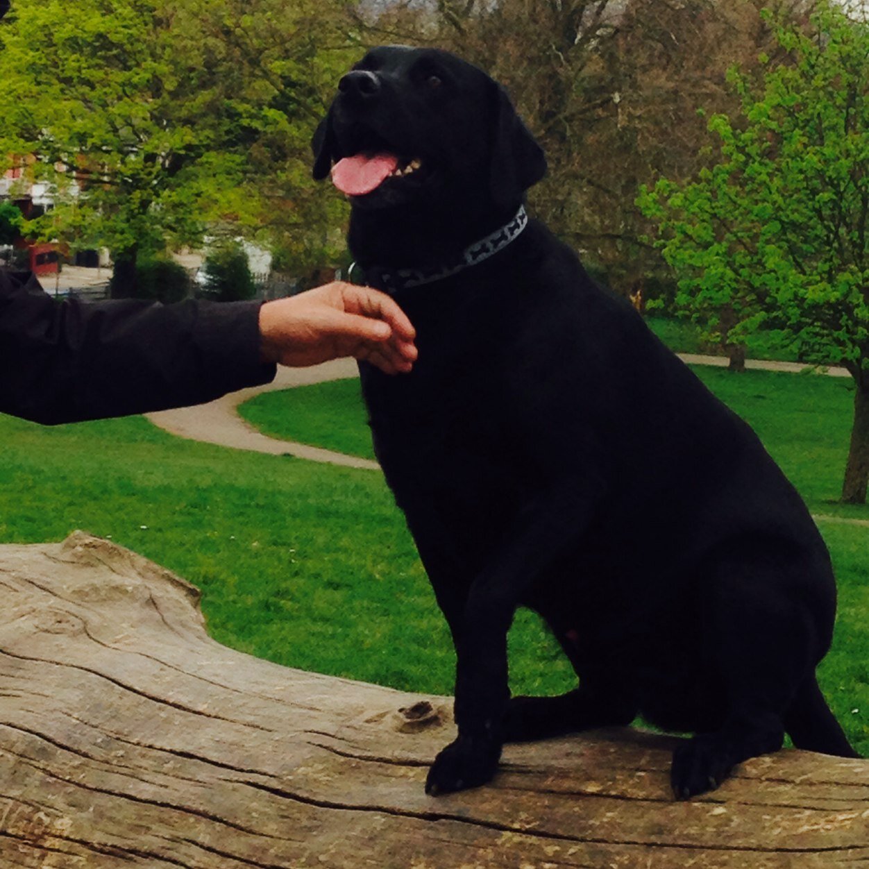 Elizabe56074348's profile picture. 