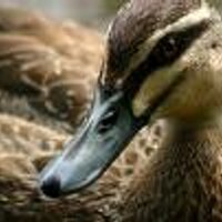 Andrew (@arf) 's Twitter Profile