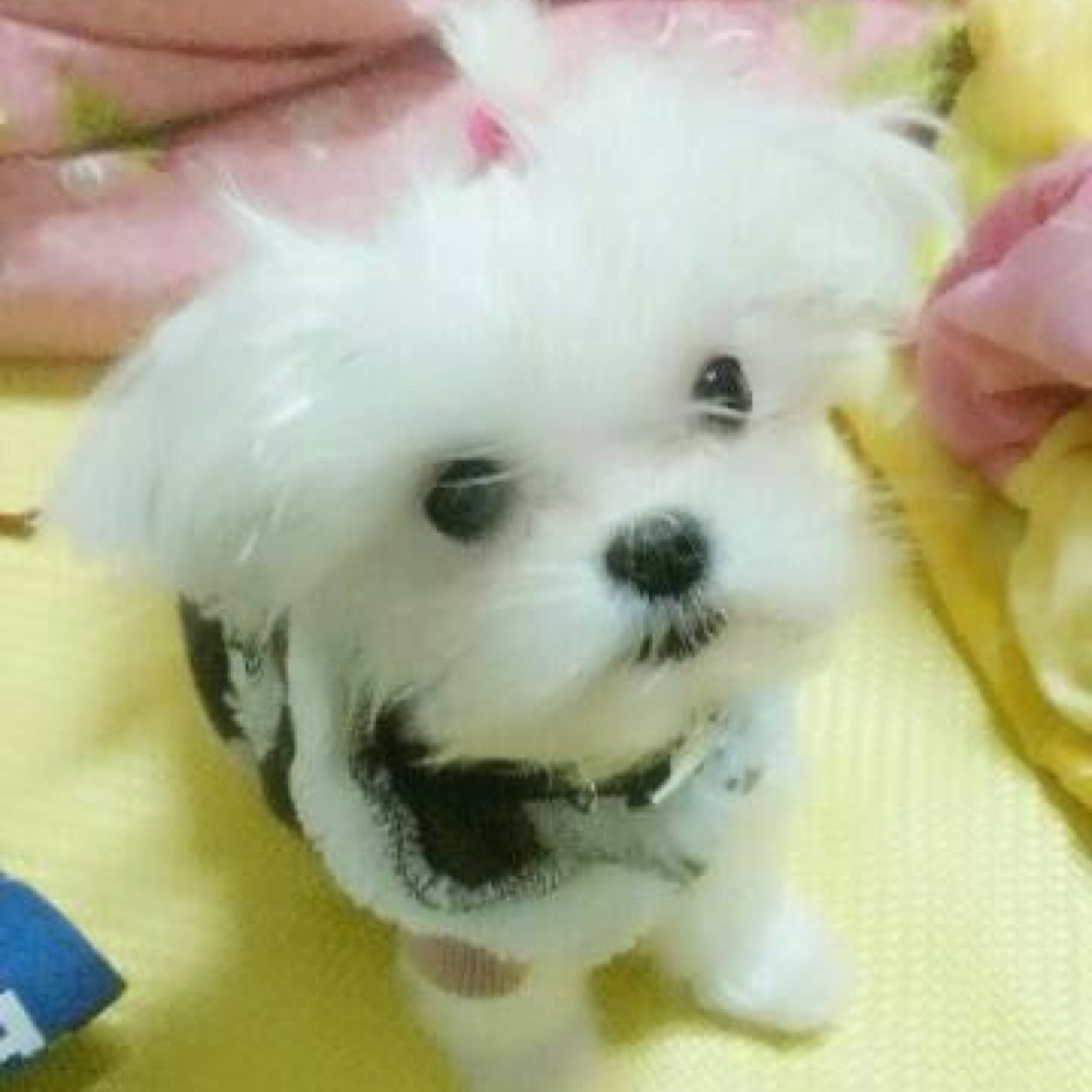 loveislso's profile picture. 