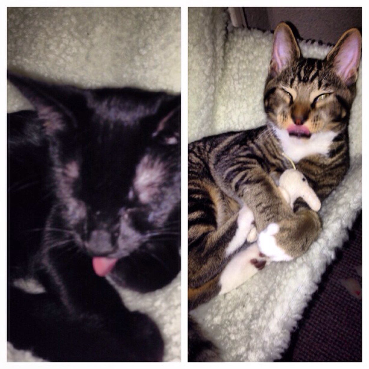 Zeus (tabby) & Loki (black). Rescue kittens. Love love love our humans. INSTAGRAM: @ zeus_and_loki