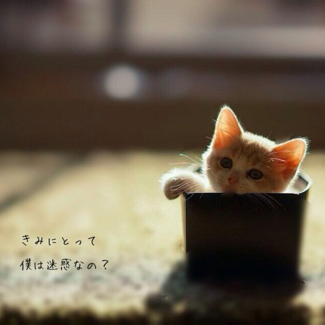 flumpool_bump's profile picture. 