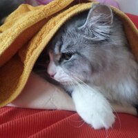 냐옹 (@punkoioi21) 's Twitter Profile Photo