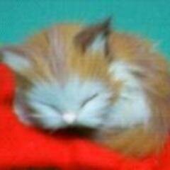 夢見る眠り猫のアイコン