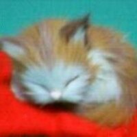 夢見る眠り猫 (@yume_neko_gge) 's Twitter Profile Photo