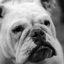 sara mcguinness - @McguinnessSara - Twitter