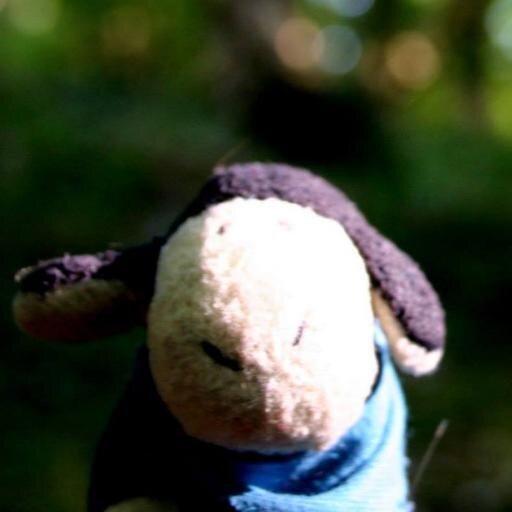 Sigmund3sheep's profile picture. Sigmund is a remarkable figure, a true free spirit(sheep) and globetrotter. Despite the small size doesn't shun the adventures.