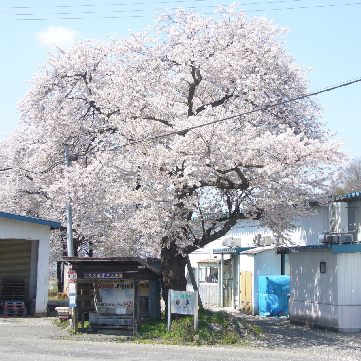 今年になってやっと月100km走れる様になった40代。あとはどうやったら早く走れるようになるか。