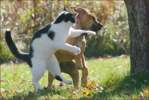 catt