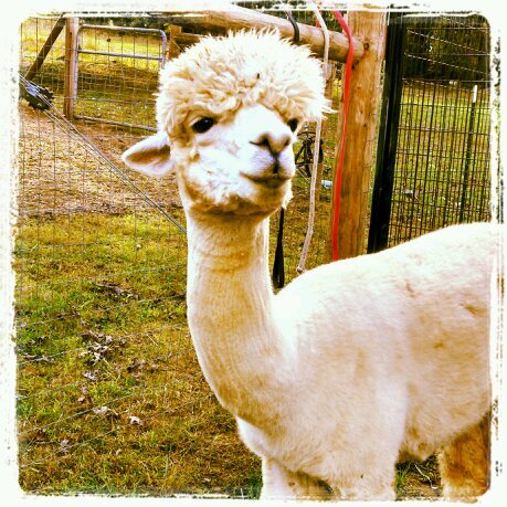 A small alpaca farm that believes in sustainability. We sell fiber and yarn, duck and chicken eggs, as well as pigs.