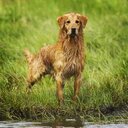 Mary & Mike - @AmberTrailRegd - Twitter