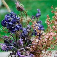 BlueAlpineLotus's profile picture. Yoga retreat in the Italian Alps. Come here for a week to relax and renew yourself, be in nature, enjoy mountain walks, Iyengar yoga and Ayurvedic Italian food!