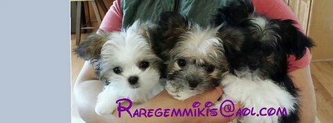 RareGemMikis's profile picture. UKC,AMRA,IMR Mi-Ki Breeder. 1st UKC Bred by Mi-Ki Grand Champion, Top Dog‘16 17 18 19 20 21’22 OFA/CHIC, DNA, guar. Cleve, Oh Breeder of Distinction