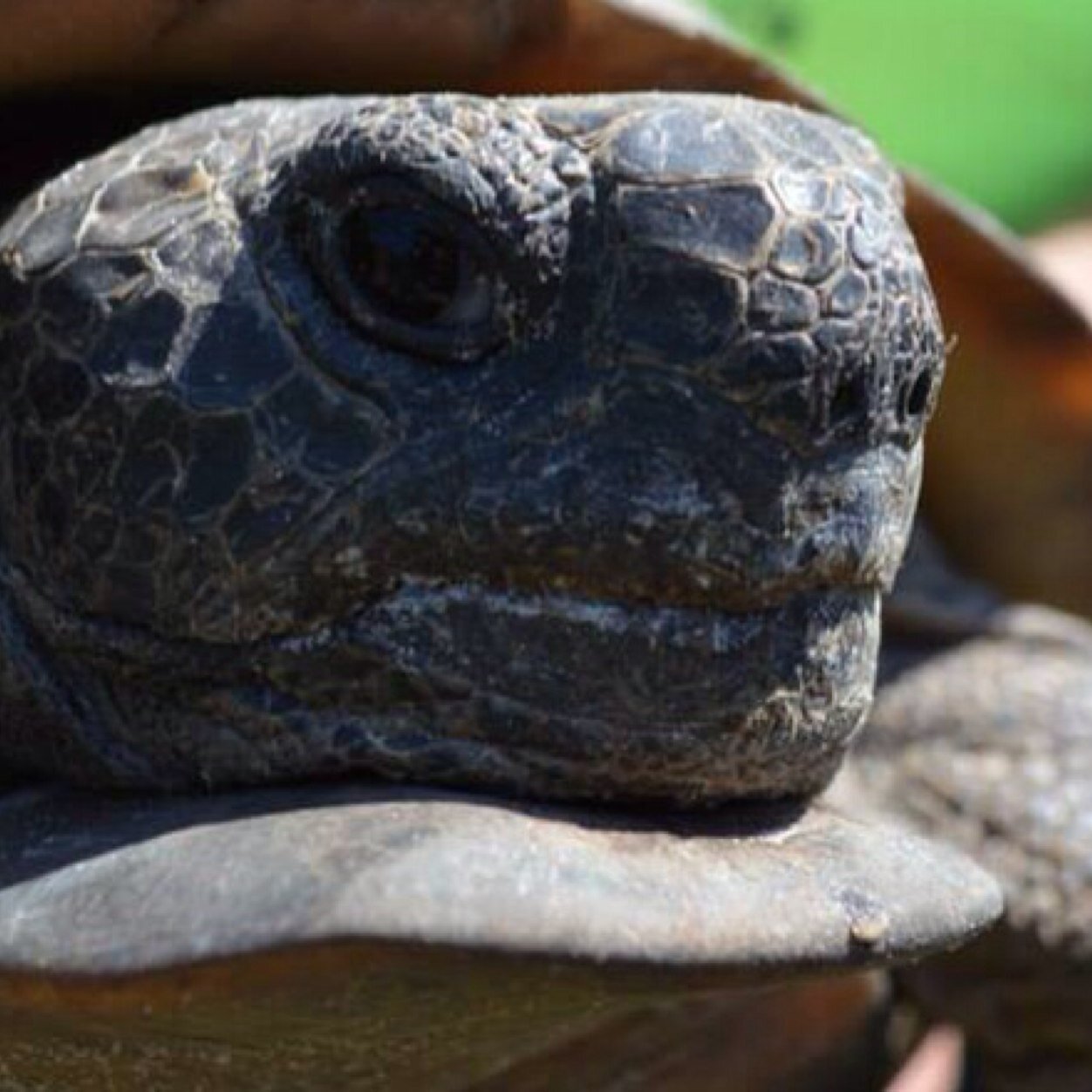 Im 1 of the tortoises in the FAUpreserve!Sadly, another 40acres will be destroyed for new dorms!FOLLOW&spread the word&sign petition!http://t.co/R0hPp8Hwy3