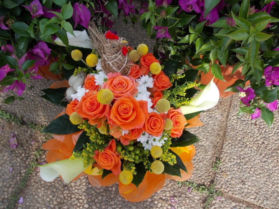 FlorFrancesconi's profile picture. La Floricoltura Francesconi è uno tra i più importanti garden della zona. Offre ampia scelta, alta qualità e professionalità...venite a trovarci! Tel:054545302