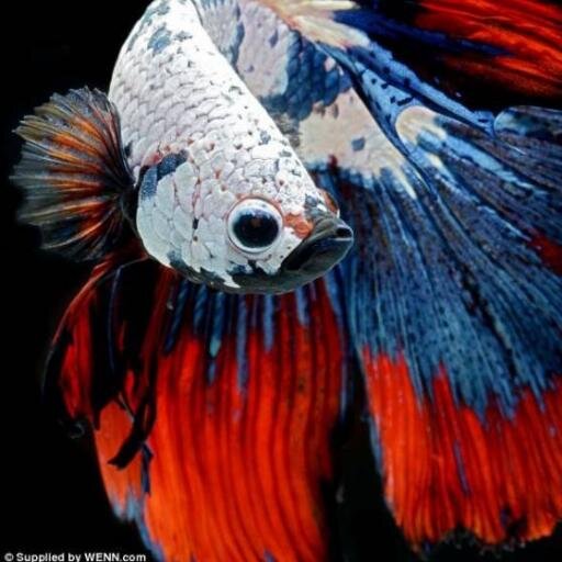 seafishperfect's profile picture. 