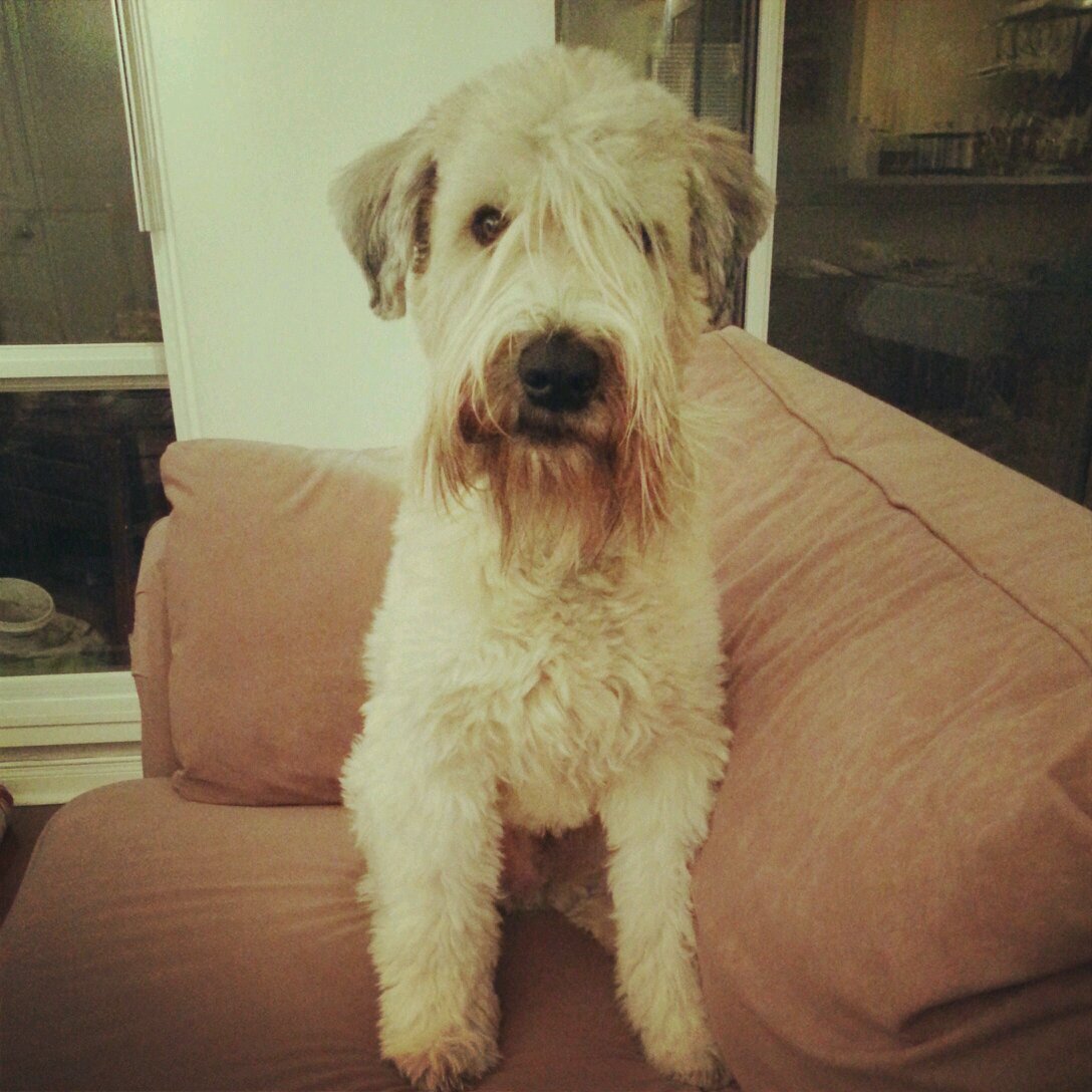 PeeingonToronto's profile picture. Country puppy in the big city living the good life full of adventures, naps, cuddles and licks...