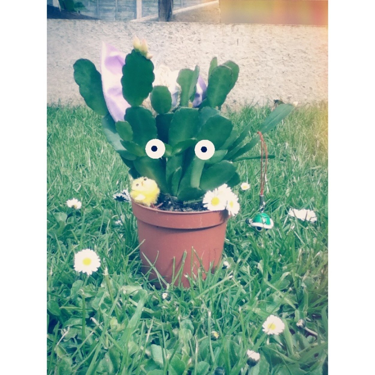 i am a wee cactus