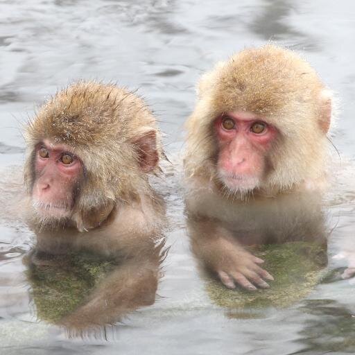 Japan_scenery's profile picture. 계정 관리자가 일본에서 직접 찍은 사진을 자동적으로 올리는 봇입니다.