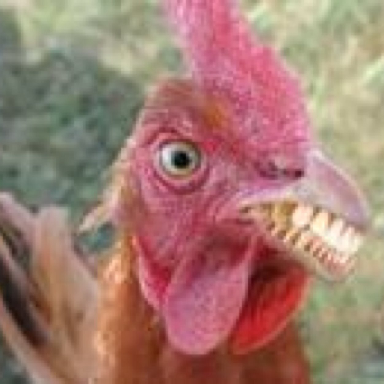 AsGalinha Profile Picture