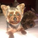 Diane Gee - @dianegee69 - Twitter