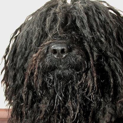 Yes, hello, it is I, Tom, the dreadlocks dog. I once stared at @thisisryanross and he knew my name.