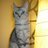 Minna_Juvonen's profile image