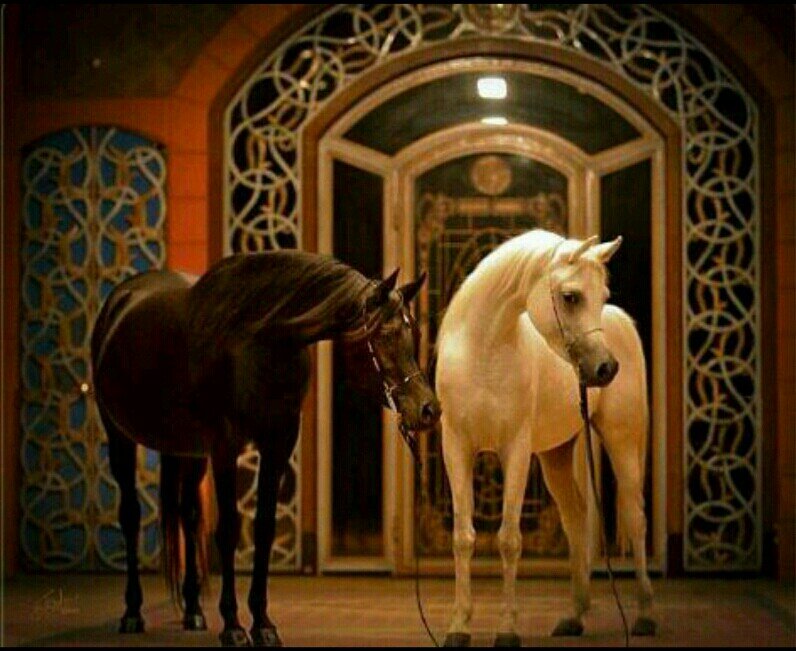 الاهتمام لن ياتيک الا من قلب يود قربك ♥                الخاص مممنوووع ،،