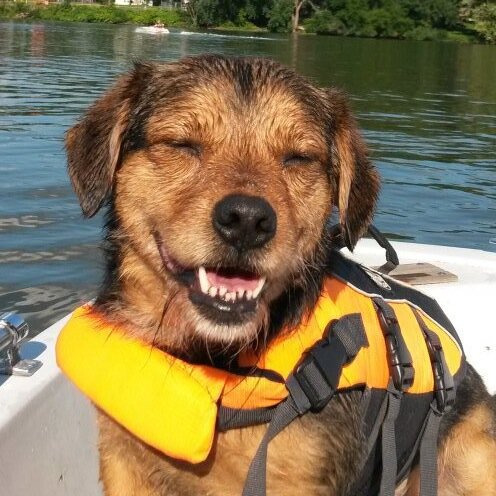 dogIover Profile Picture