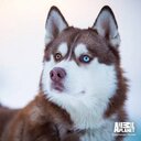 marcel fox - @marcelfox5 - Twitter