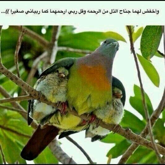 Al Ain