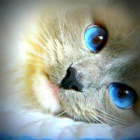 maluco (@whywelcome) 's Twitter Profile