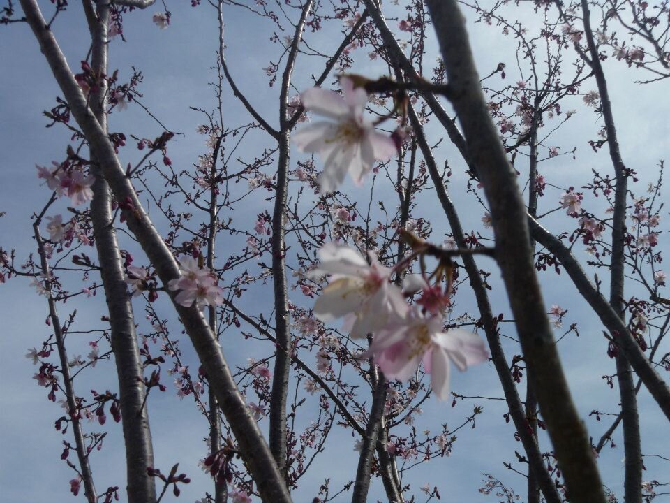 KateMarucci's profile picture. Aspiring Research Associate