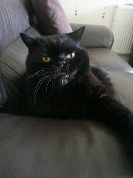 SalemMoggy's profile picture. 