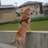 shibainua's profile image