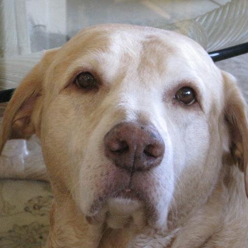 beautifulsuzieq's profile picture. married an asshat. his deal. cheater on wheels. white blonde trash Golddigger.