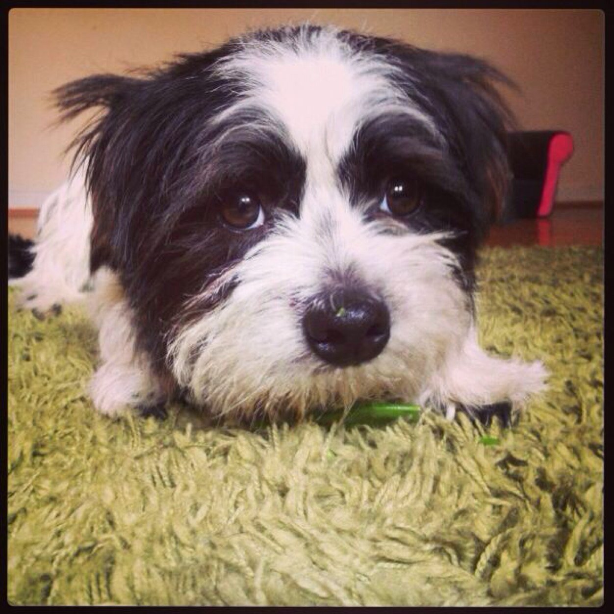 I am a dog that enjoys my 5 a day...