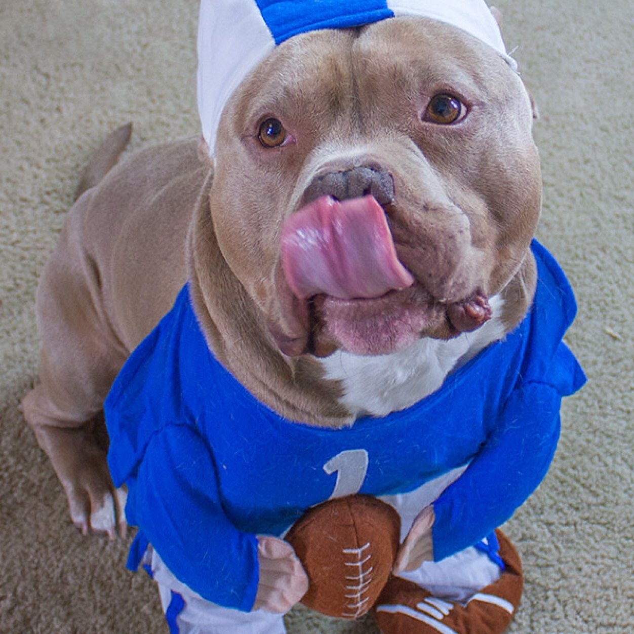 I am an #AmericanBully who loves to snuggle and play! Watch my dog shirt tutorial video: