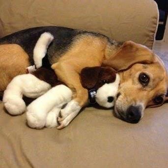 AmandaNO_'s profile picture. Dogs Cats and guinea pigs