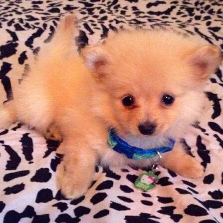 pomi728's profile picture. Coming Soon...