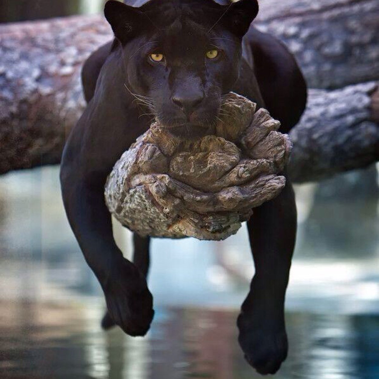 DTFX…….Could this be my chance....a Great Escape....to Freedom!