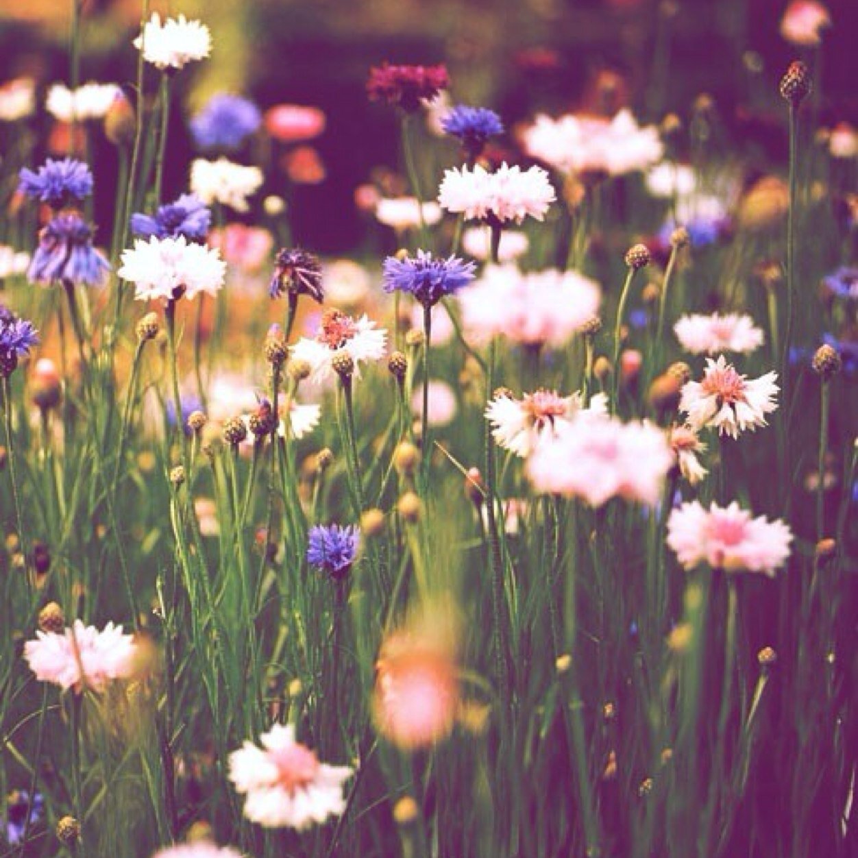 Sammie_Slater's profile picture. 