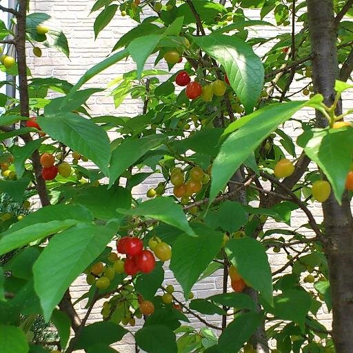 nikunikuc2929's profile picture. 