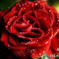 رّبِيُُّ إّنَيُّ أسٌّأًلّڳُ أنَّ تُرّيُحَُ قَلّبِيُّ