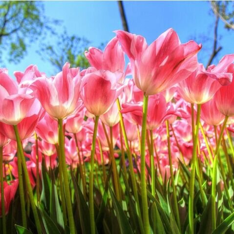 dianamarm's profile picture. 