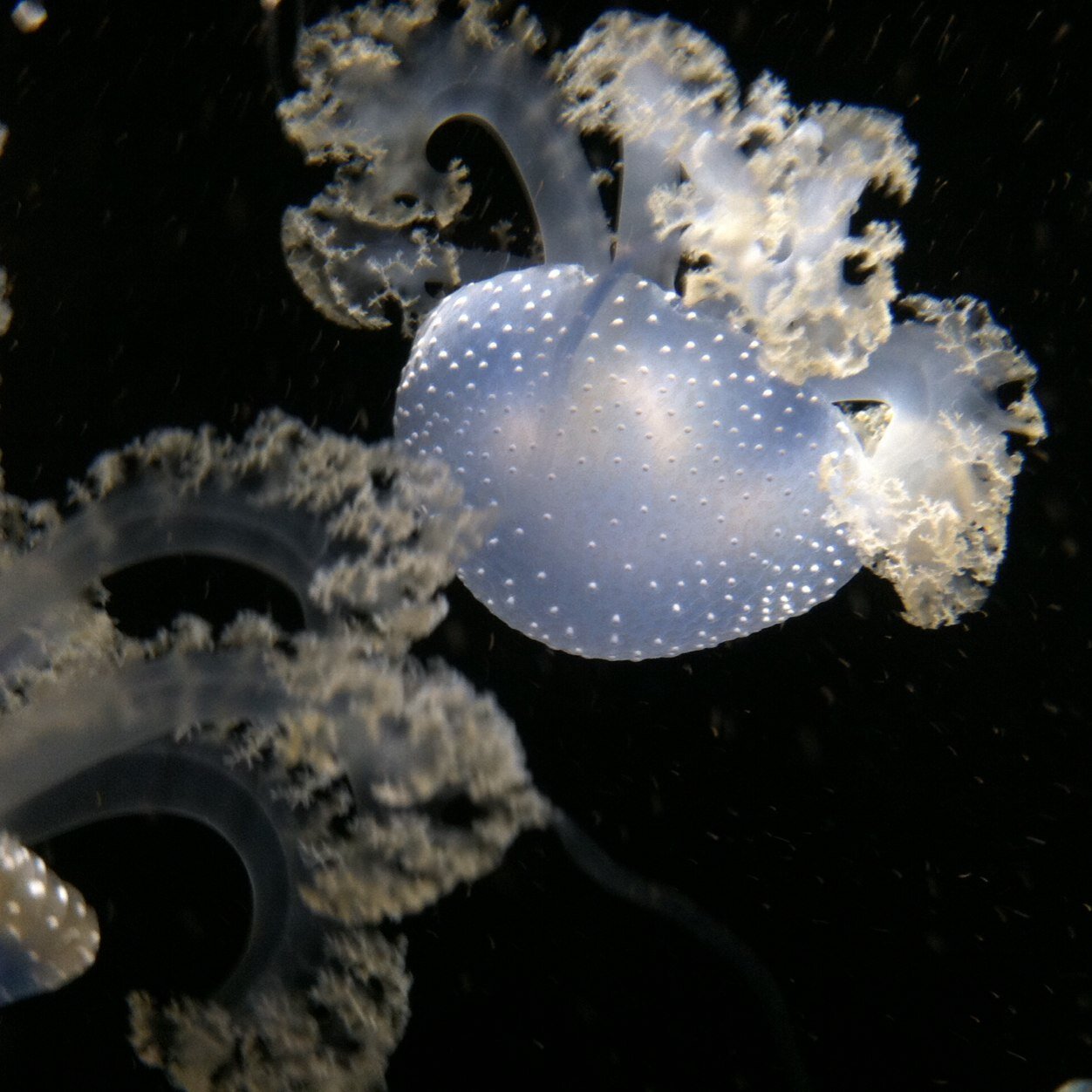 ngreen17636665's profile picture. 