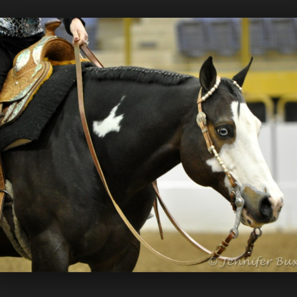 All things Pleasure Horse Related. English, western, showmanship, trail... Etc. ✌️