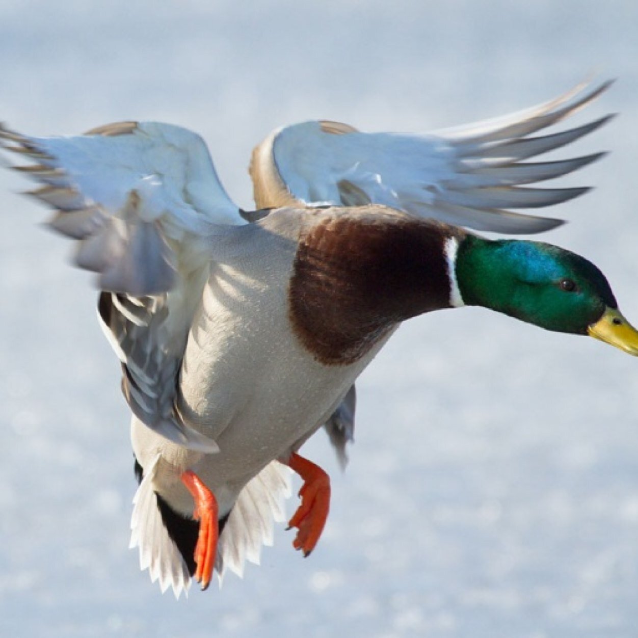 HedtkeSam's profile picture. Duckhunting fishing and trap shooting are life_| outdoors in best_| part time gamer full time outdoorsman_| hunt fish and trapshoot 24/7_|  love is strong /