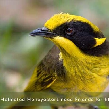 Friends of the Helmeted Honeyeater, formed 1989. Not for profit dedicated to the recovery of Victoria's critically endangered bird emblem.