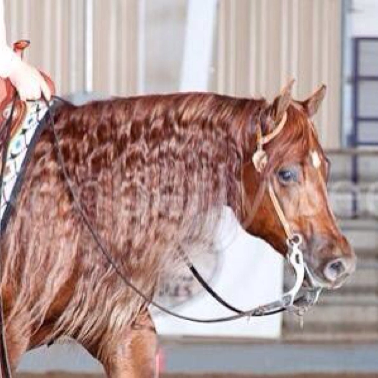 Equestrian Team Coach as a Passion